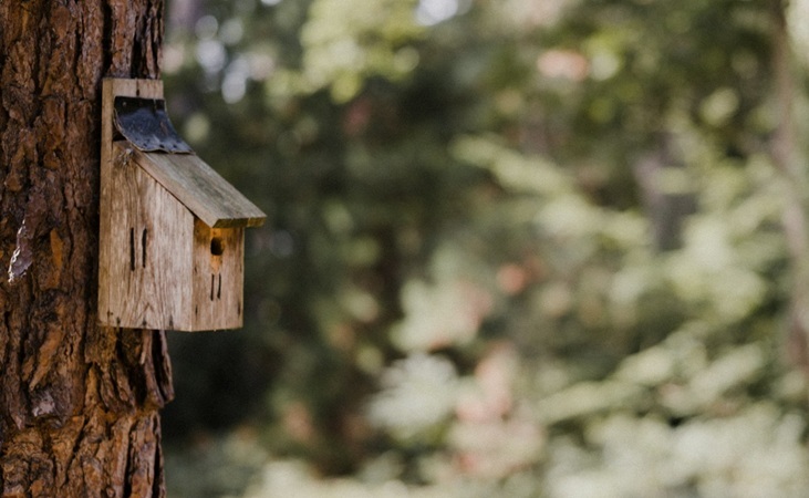 Timber nest box on a tree trunk