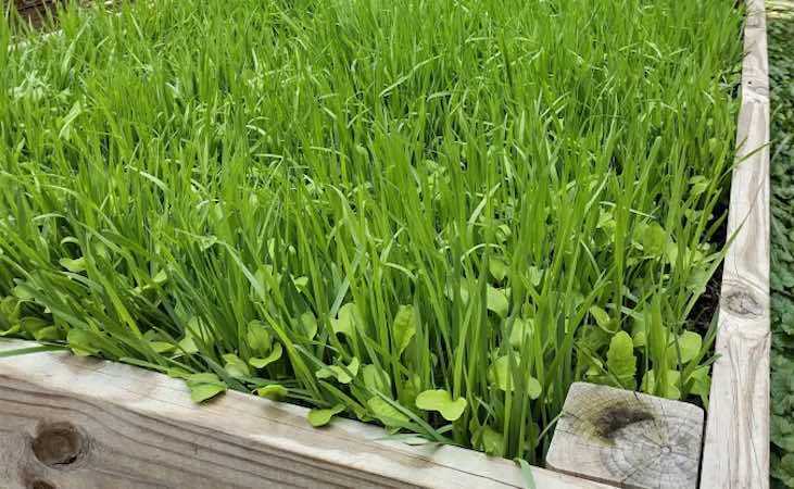 annual rye cover crop in a raised bed