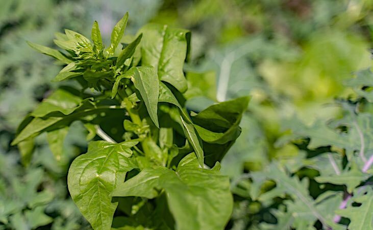 Annual spinach bolting Annual spinach bolting