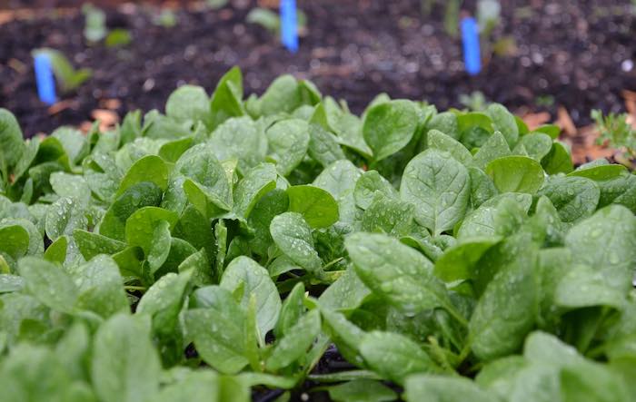 Autumn crop of nutritious annual spinach