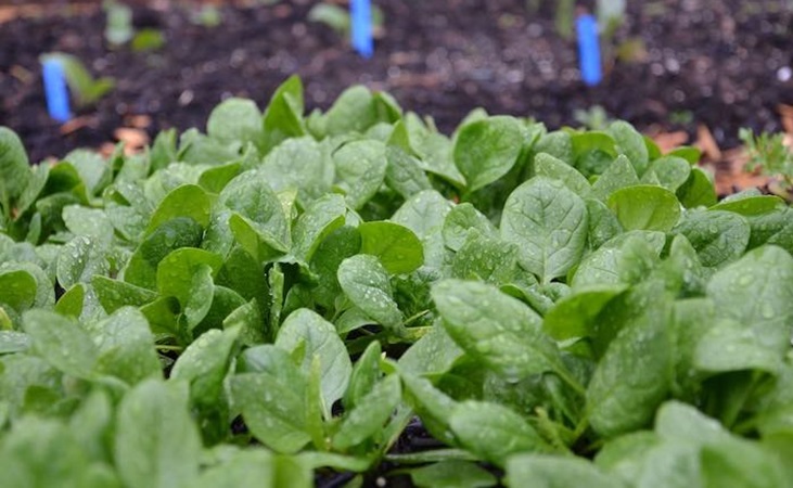 spinach leaves spinach leaves
