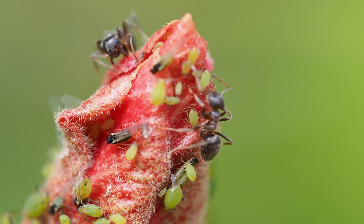 ants and aphids