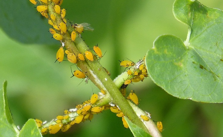 an aphid infestation