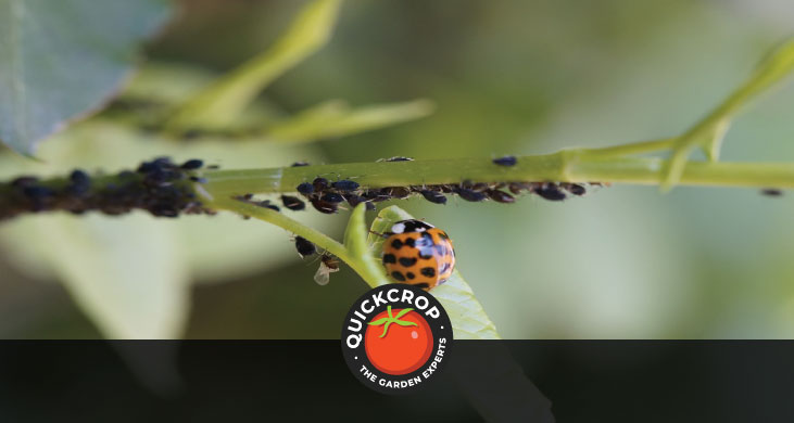 a ladybird advancing on insects