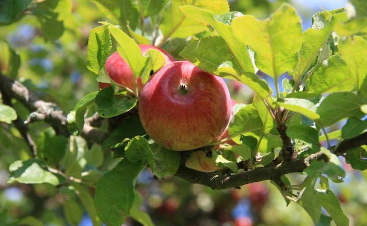 Red apples on an apple tree