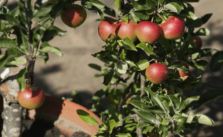 Apple tree growing in a pot