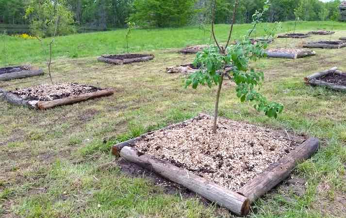 Apple trees in DIY raised beds