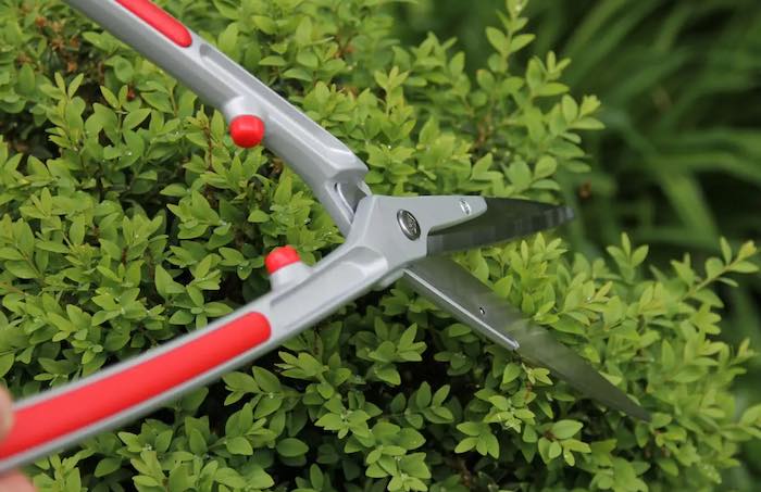 attending to a hedge with the ARS garden shears