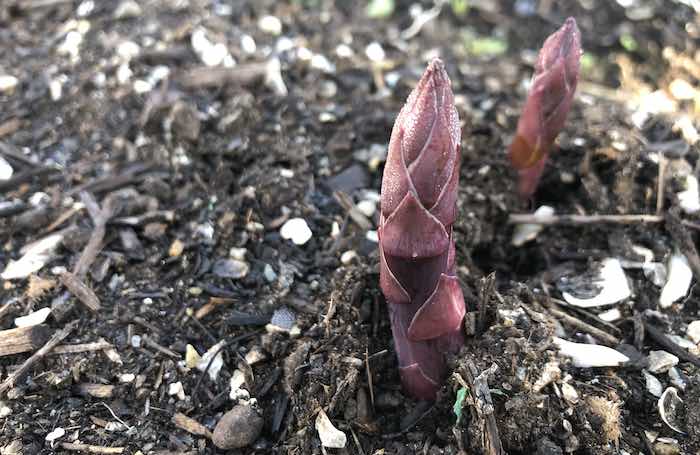 Purple asparagus 