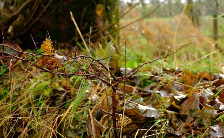autumn leaves autumn leaves