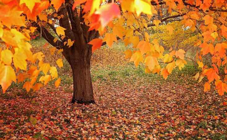 Falling autumn leaves garden