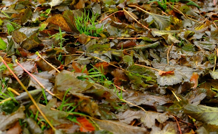 autumn leaves autumn leaves