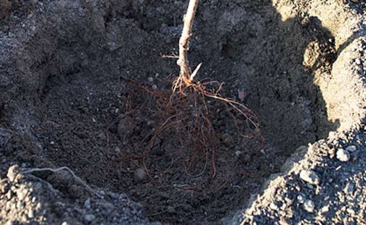 Bare root currant in planting hole