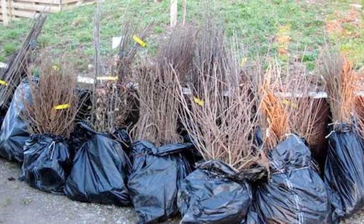 Bare root hedging plants
