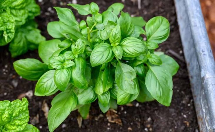 Basil in the polytunnel