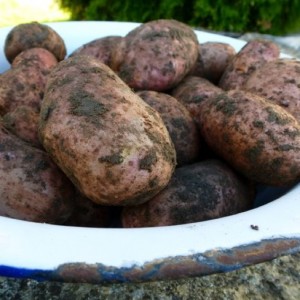 Sarpo Mira potatoes