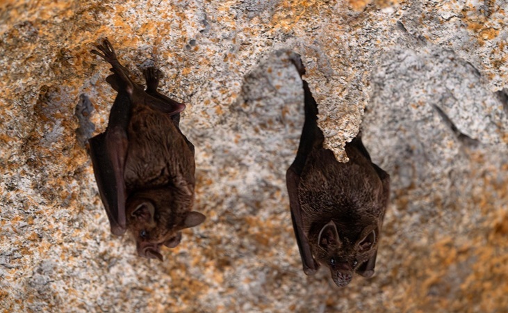Bats hanging upside down