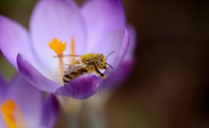 Honey bee on crocus flower head