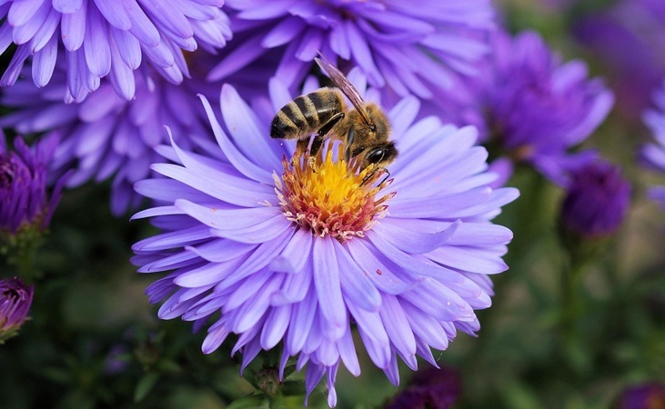 Bee foraging from a flower head
