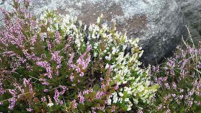 Erica heather plants garden
