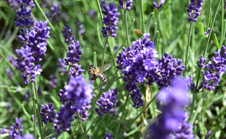 Bee flying towards lavender plants