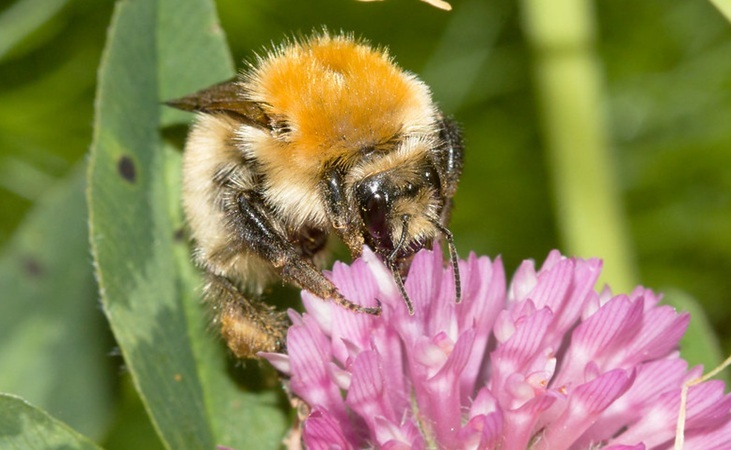 Large Carder Bee, photo by Leon van der Noll (Flickr)