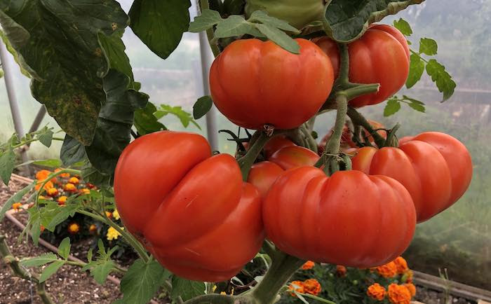 Beefsteak Tomatoes