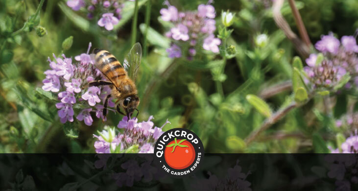 Bee on thyme plant, header image with Quickcrop logo