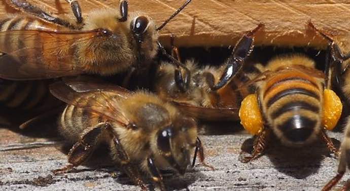 Honey bees with pollen at hive entrance