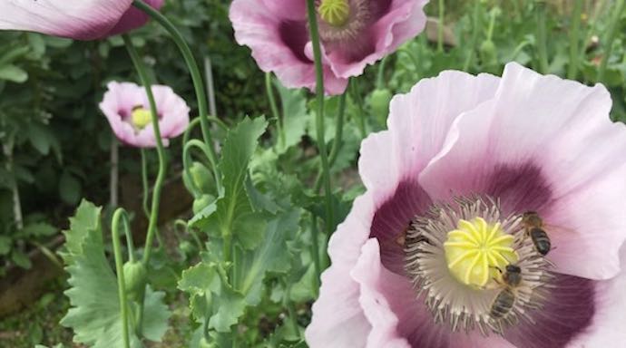 Plant flowers in your vegetable garden to attract bees