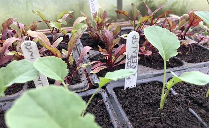 seedling trays