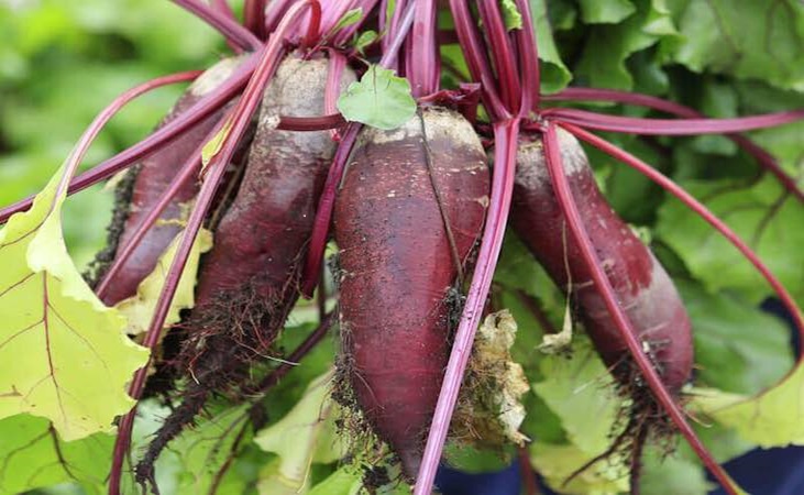 Beetroot Cylindra