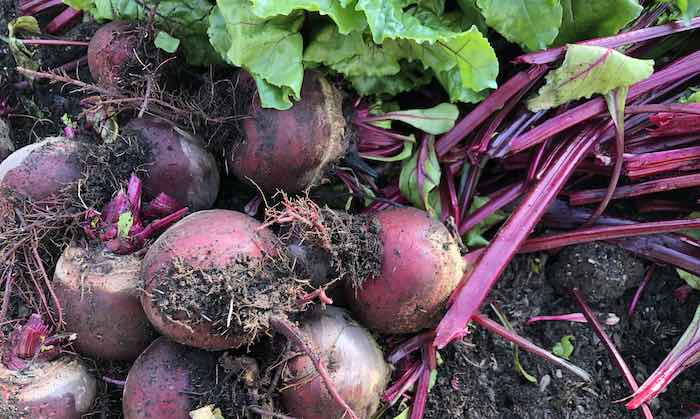 How to grow beetroot