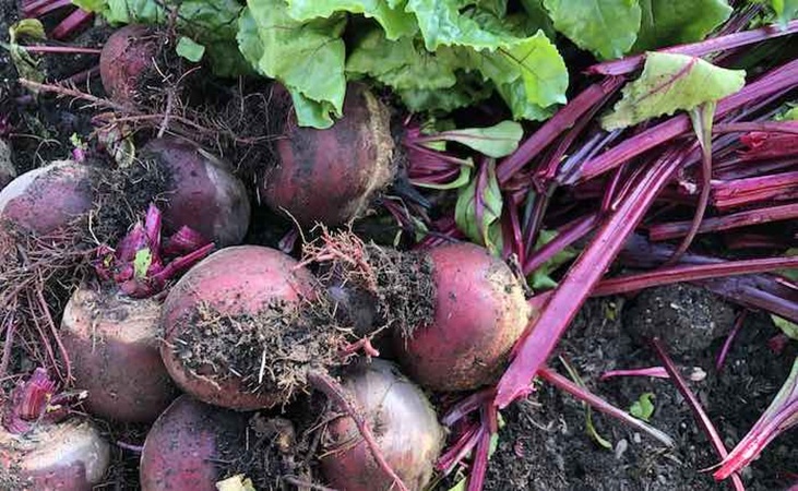 Beetroot in the polytunnel
