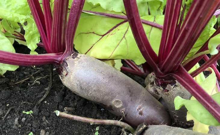 Renovo beetroot