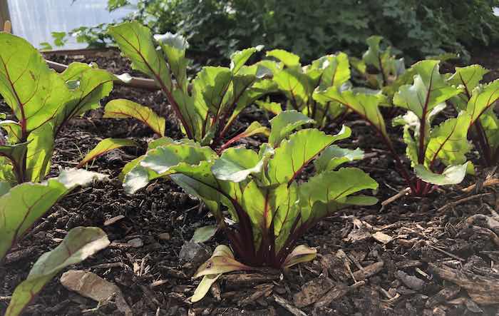 Beetroot seedlings in polytunnel