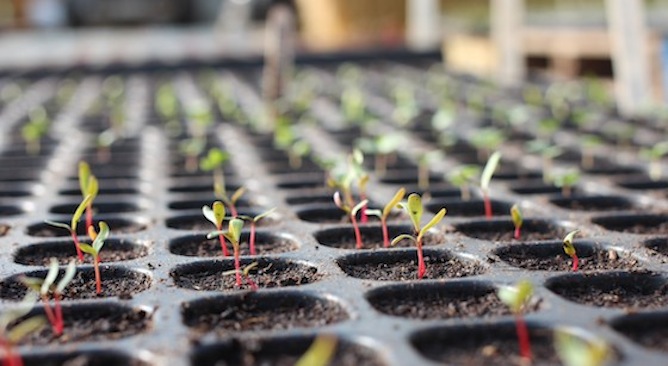 How to grow vegetable seedling plants