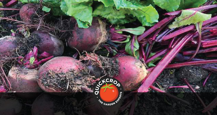 growing Beetroot - header image