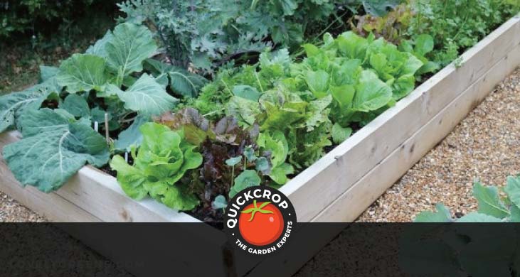 Raised bed with crops - header image, Quickcrop logo