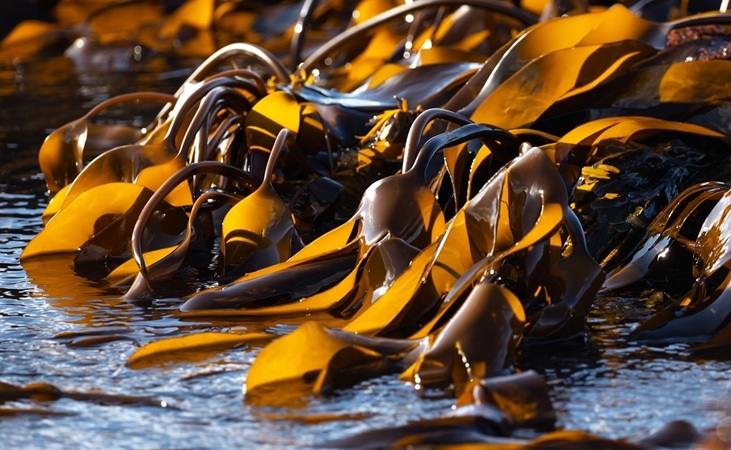 kelp seaweed kelp seaweed