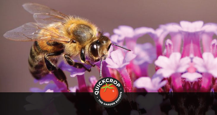 A bee attracted to colourful foliage