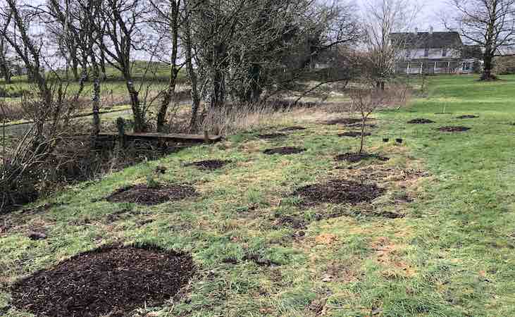 Birch plantings spaced out neatly