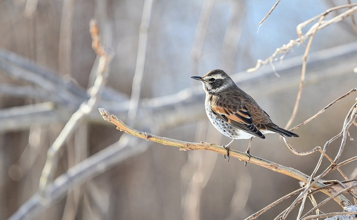 A thrush perched on a branch