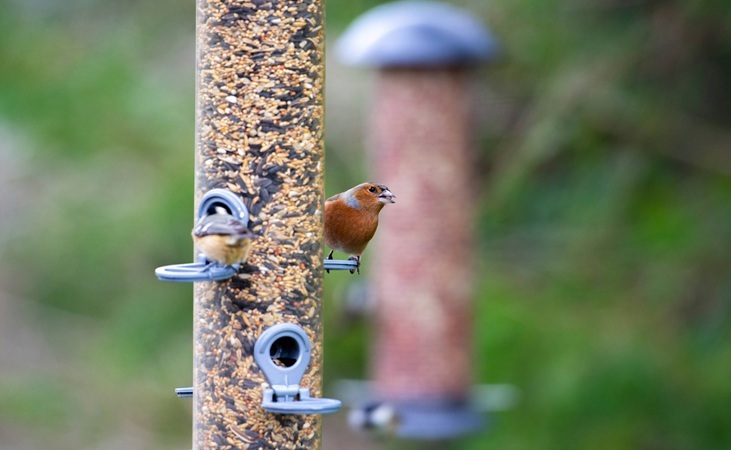 an amply filled Bird feeder