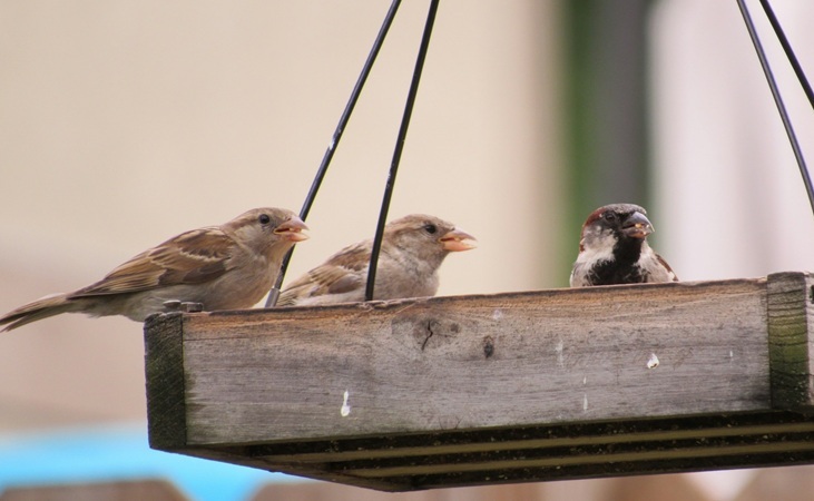 sparrows on a hanging bird table