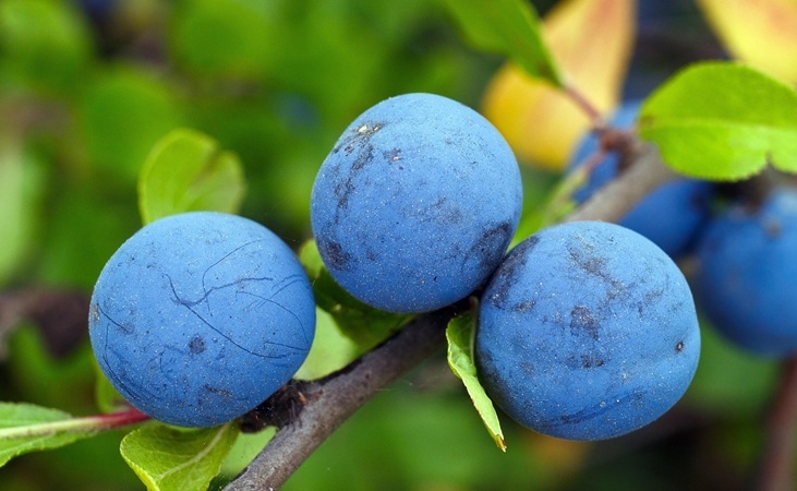 Blackthorn sloes