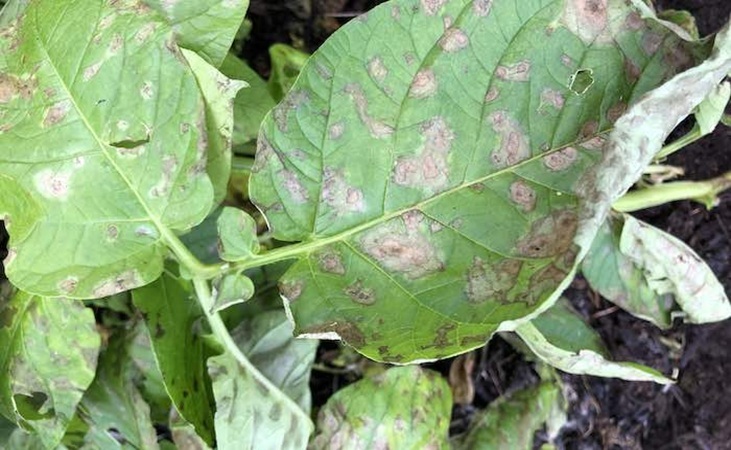 Blight on Nicola potato leaves Blight on Nicola potato leaves