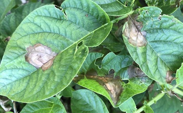 Visible blight on potato foliage