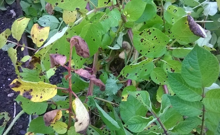 visual evidence of blight on potato leaves visual evidence of blight on potato leaves
