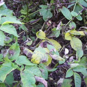 potato foliage infected by blight